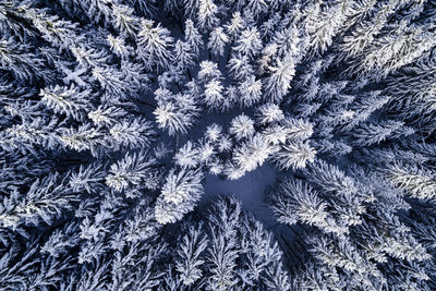 Aerial view of snow covered pine trees in forest during winter