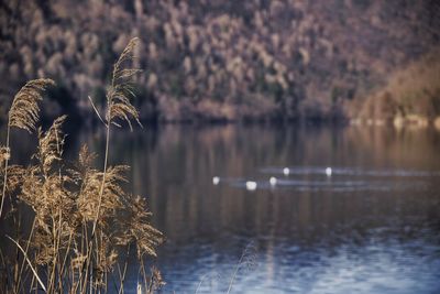 Scenic view of lake