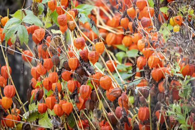 Close-up of orange fruits on plant