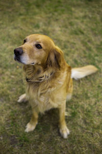 Close-up of dog sitting on grass