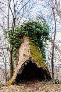 Trees in forest
