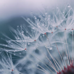 Close-up of purple flowering plant