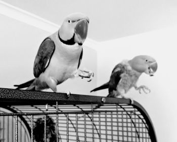 Two birds perching on a toy