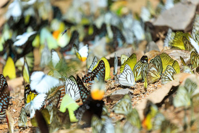 Close-up of butterfly on leaves