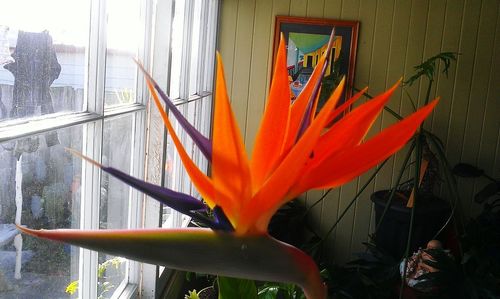 Close-up of orange flower window