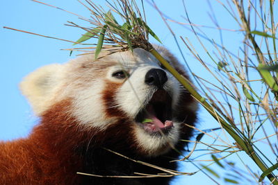 Close-up of a red panda