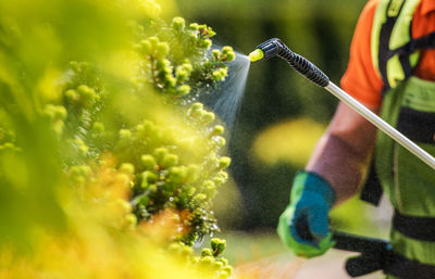 Close-up of person holding flowering plant in water