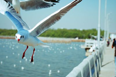 Close-up of seagull flying against sky