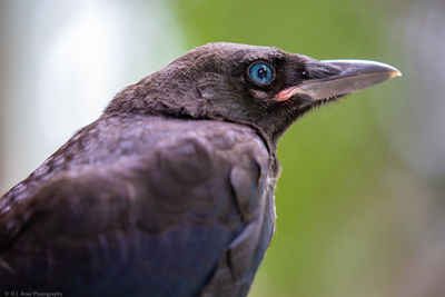 Close-up of bird