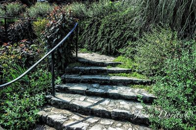 Footpath in park