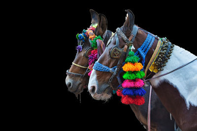 Low angle view of multi colored umbrellas against black background