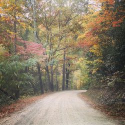 Road passing through forest