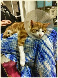 Cat resting on floor
