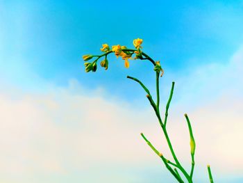 Close-up of flowering plant against blue sky
