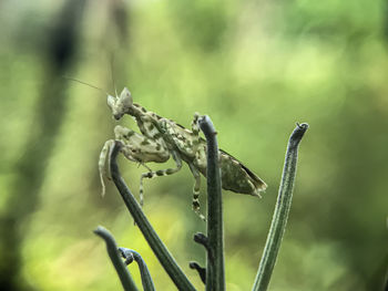 Close-up of a lizard on plant