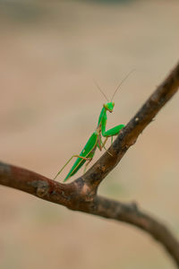 Close-up of insect on twig