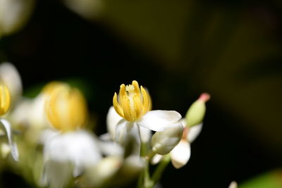 Close-up of white flowering plant