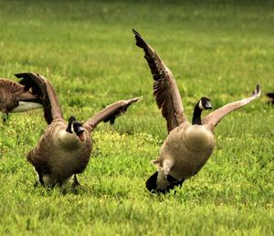 Ducks on a field