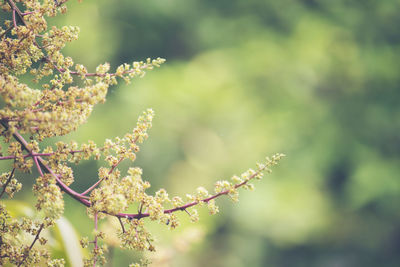 Close-up of flowering plant