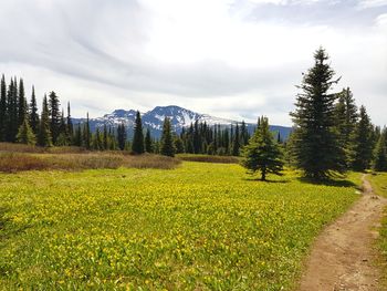 Scenic view of field against sky