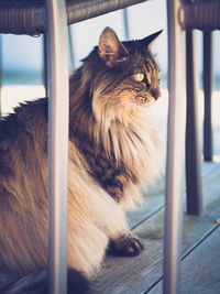 Close-up of a cat looking away