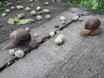 High angle view of snail on footpath