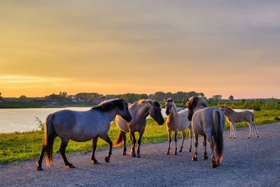 Horses on a field