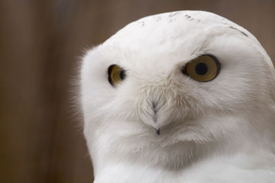Close-up portrait of white owl