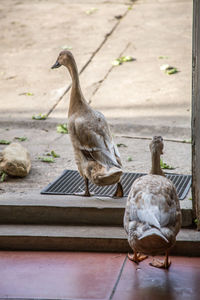 Close-up of bird perching