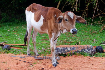 Close-up of goat on field