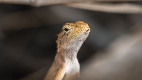 Close-up of a lizard