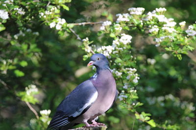 Close-up of pigeon perching on a plant