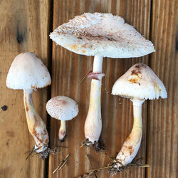 Close-up of mushrooms growing on wood