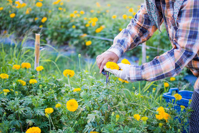 Midsection of farmer cutting marigolds on farm