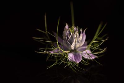 Close-up of purple flowering plant against black background