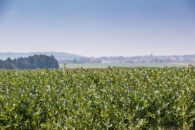 Scenic view of agricultural field against clear sky