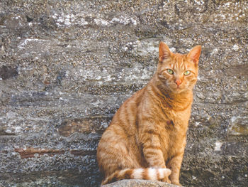 Portrait of ginger cat