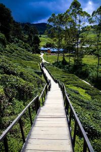 Footbridge amidst trees against sky