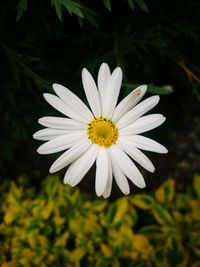 Close-up of white daisy flower on field