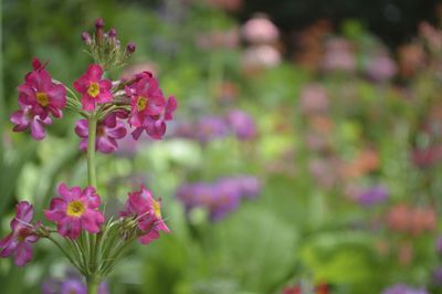 Close-up of pink flowers