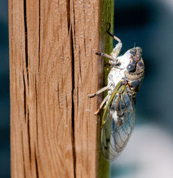 Close-up of insect