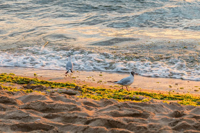 Seagull perching on a beach