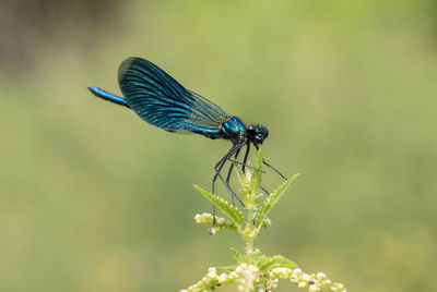 Close-up of insect on plant