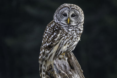 Close-up of owl