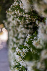 Close-up of plant