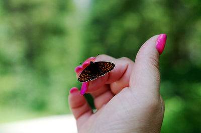 Close-up of hand holding leaf
