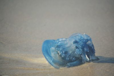 Close-up of crab on sand at beach