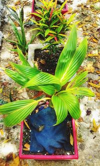 High angle view of bird on plant