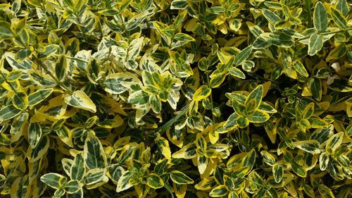 Full frame shot of fresh green plants