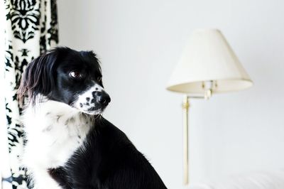 Close-up of dog looking at home